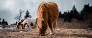 Превью обои исландская лошадь, лошадь, пони, пушистый, животное