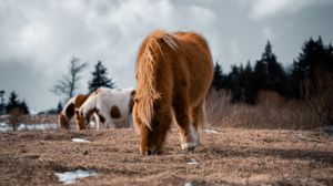Превью обои исландская лошадь, лошадь, пони, пушистый, животное