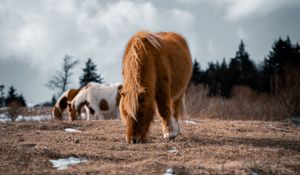 Превью обои исландская лошадь, лошадь, пони, пушистый, животное