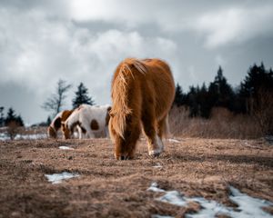 Превью обои исландская лошадь, лошадь, пони, пушистый, животное