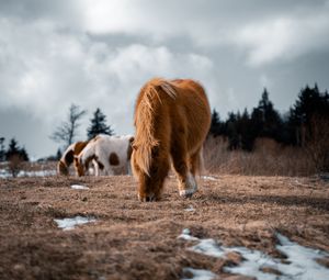 Превью обои исландская лошадь, лошадь, пони, пушистый, животное