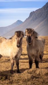 Превью обои исландские лошади, лошади, животные, горы