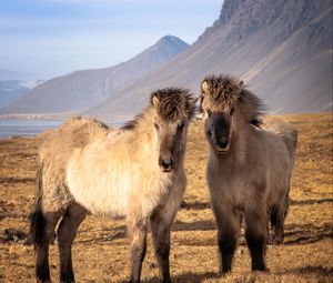 Превью обои исландские лошади, лошади, животные, горы