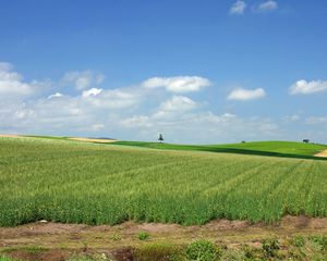 Превью обои japan, япония, поле, культура, хозяйство