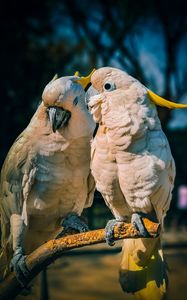 Превью обои какаду, попугаи, любовь, птицы