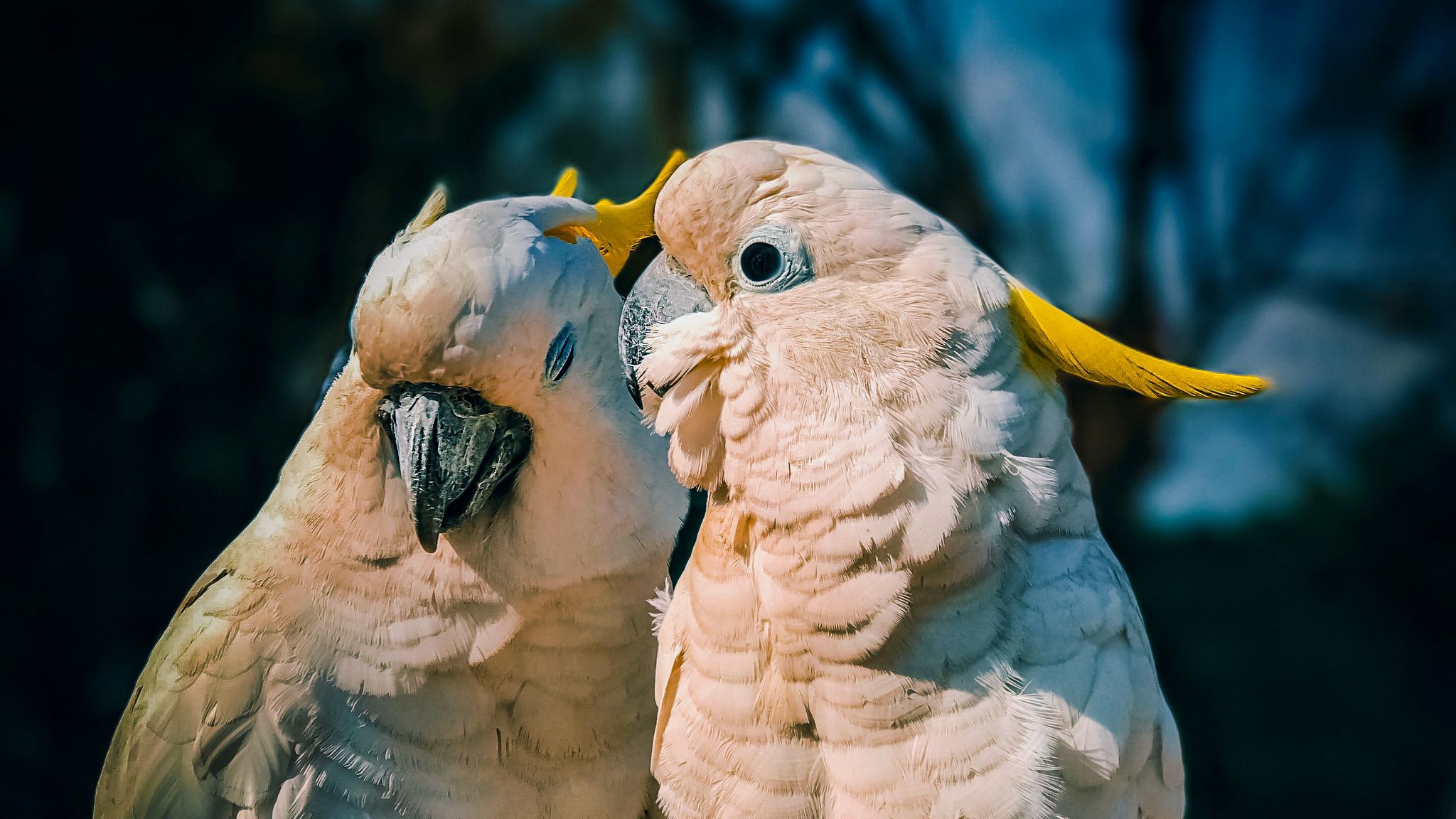 Какаду и волнистый попугай