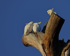 Превью обои какаду, попугаи, любовь, птицы, дерево