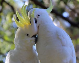 Превью обои какаду, попугаи, птицы, белый