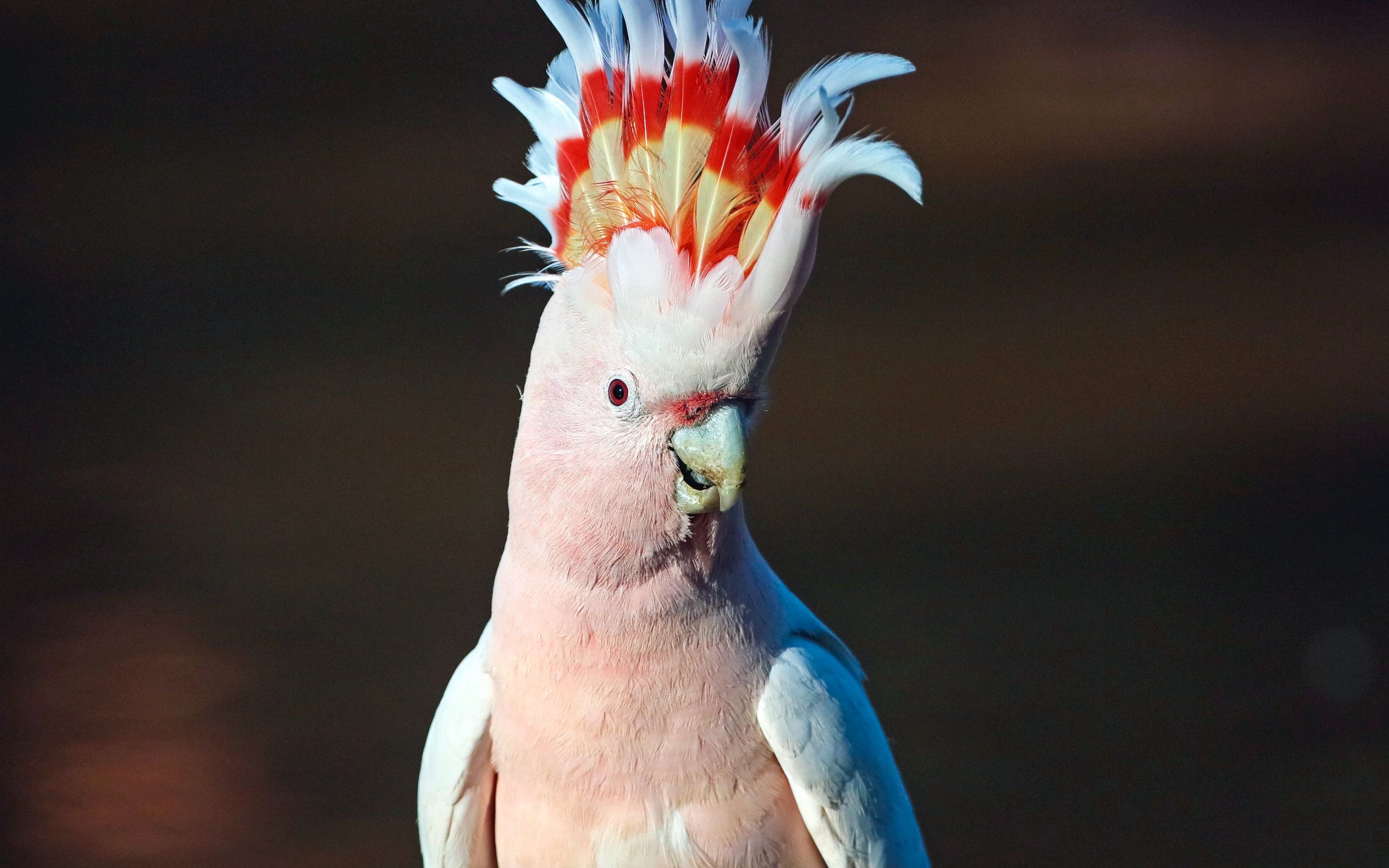 Как пишется какаду. Попугай Какаду. Попугай Какаду Инка. Попугай Какаду в Австралии. Молуккский Какаду розовый.