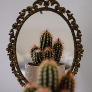 Превью обои кактус, иголки, зеркало, отражение