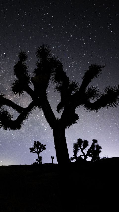 Скачать 480x854 кактус, силуэт, ночь, звезды, темный обои, картинки nokia  lumia 630, sony ericsson xperia