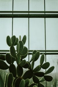 Превью обои кактус, суккулент, растение, окно