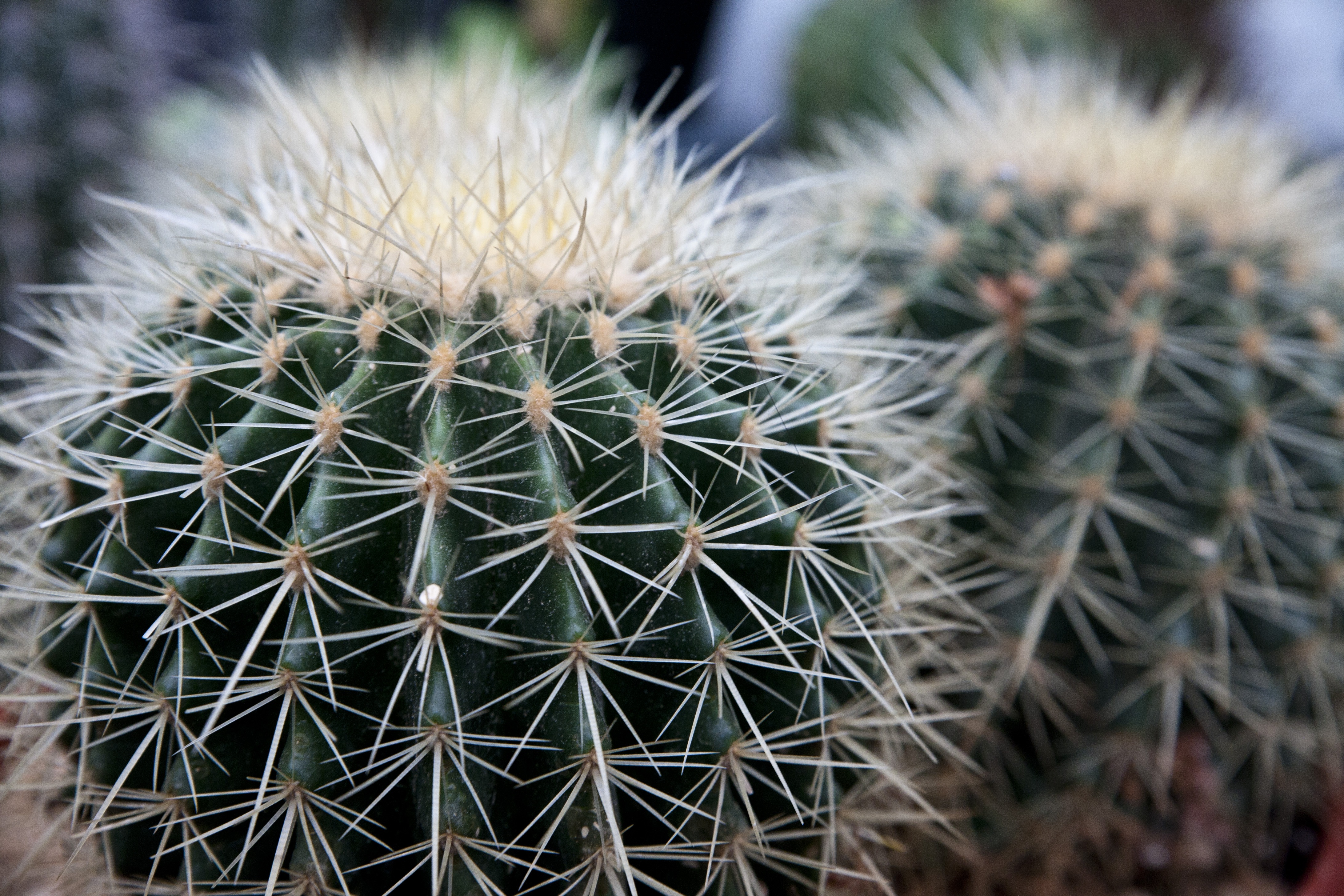 Кактус картинка. Кактусовые кактусы. Кактусовые Cactaceae. Кактус БЕКАНО. Суккулент с колючками.