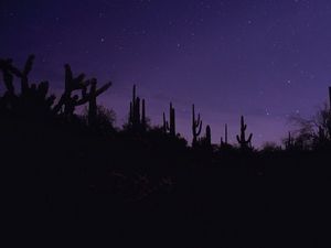 Превью обои кактусы, силуэты, ночь, темный, фиолетовый
