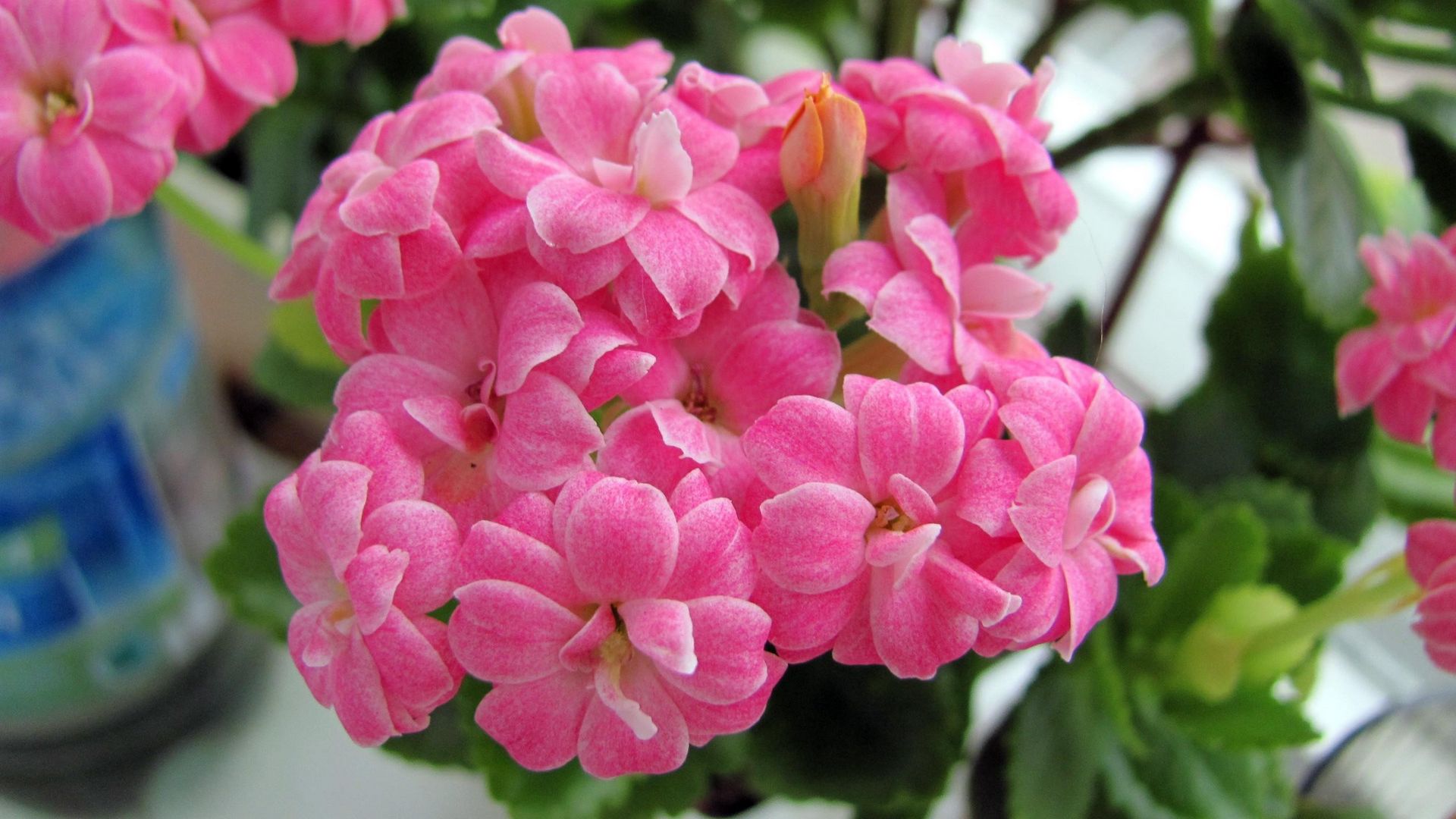 Цветок Похожий На Каланхоэ С Розовыми Цветами – Telegraph