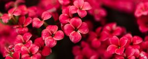 Превью обои каланхоэ, цветы, лепестки, розовый