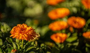 Превью обои календула, цветок, желтый, размытие