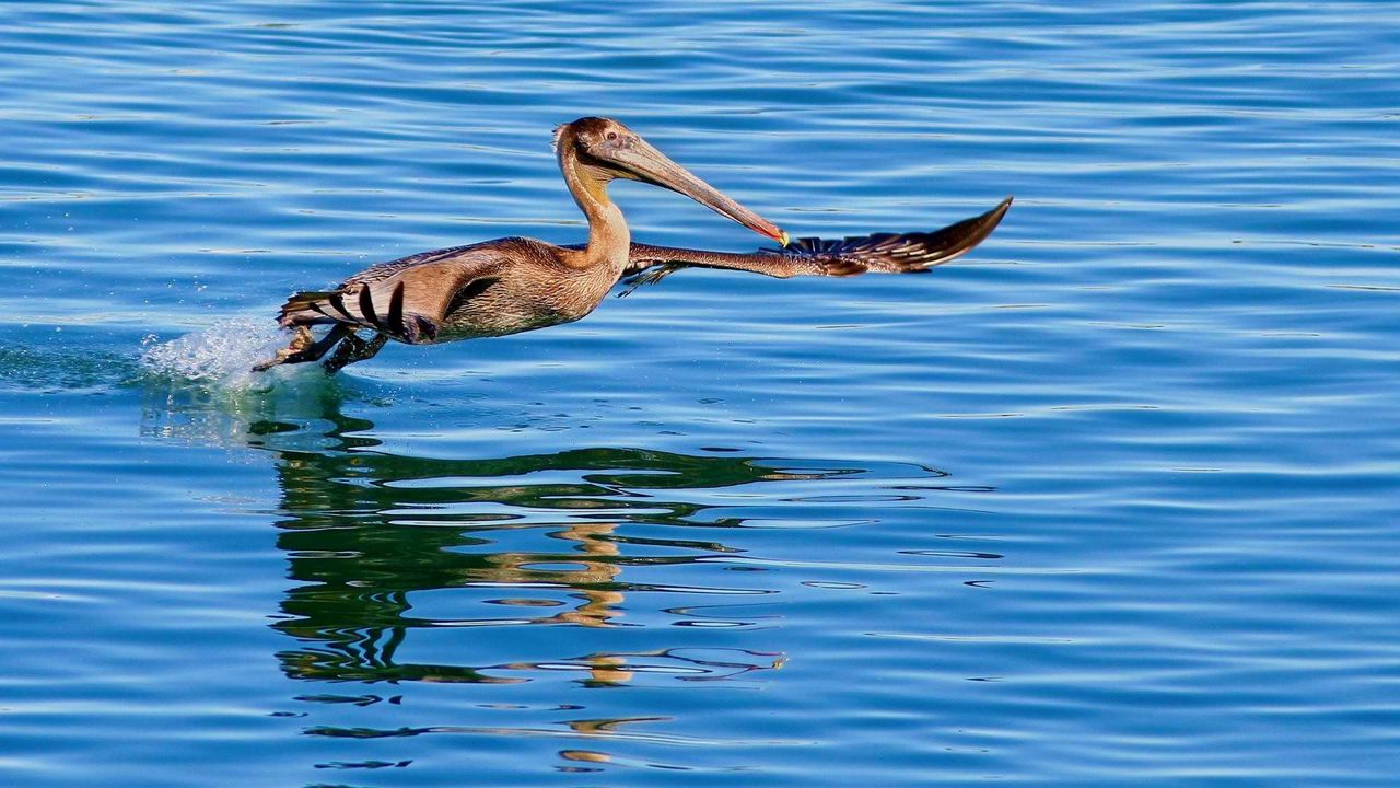 Обои калифорнийский пеликан, вода, птица, охота, полет