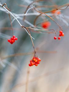 Превью обои калина, ягоды, гроздь, ветка, размытие, осень