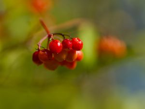 Превью обои калина, ягоды, макро, размытие