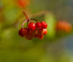 Превью обои калина, ягоды, макро, размытие
