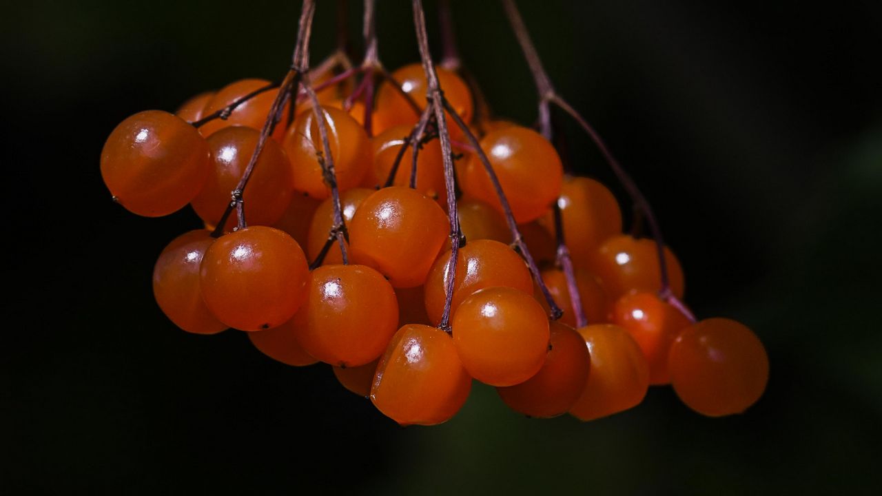 Осенняя ягоды калины