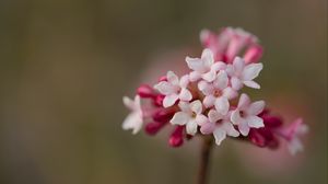 Превью обои калина, цветы, лепестки, соцветие, розовый