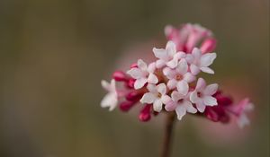 Превью обои калина, цветы, лепестки, соцветие, розовый