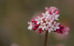 Превью обои калина, цветы, лепестки, соцветие, розовый