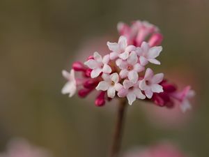 Превью обои калина, цветы, лепестки, соцветие, розовый