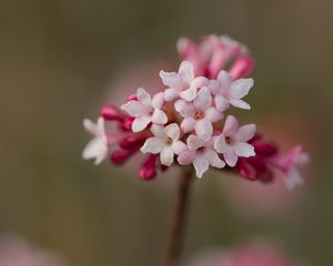 Превью обои калина, цветы, лепестки, соцветие, розовый