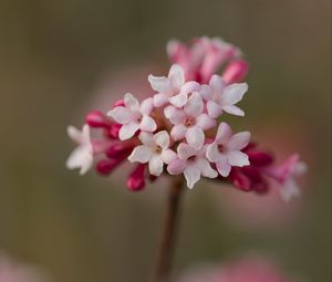 Превью обои калина, цветы, лепестки, соцветие, розовый