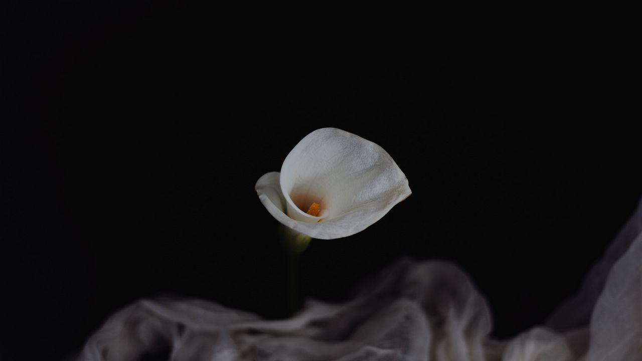 Обои калла, цветок, белый