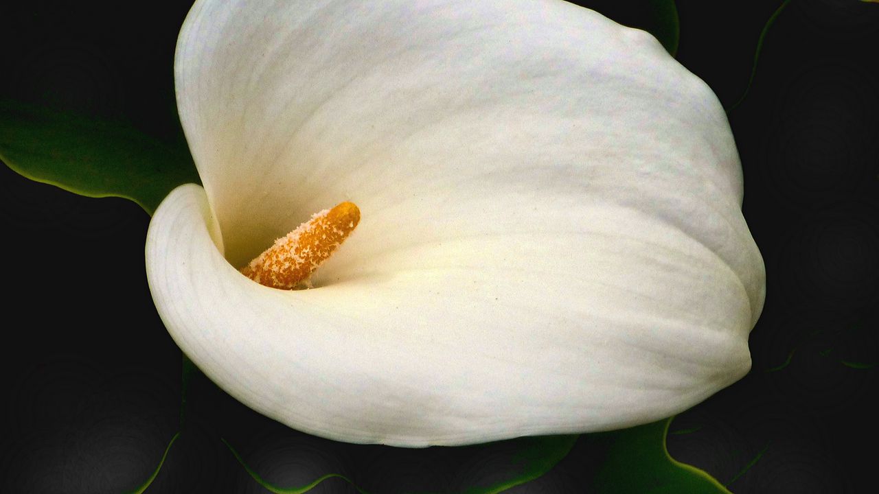 Обои калла, цветок, белый, макро