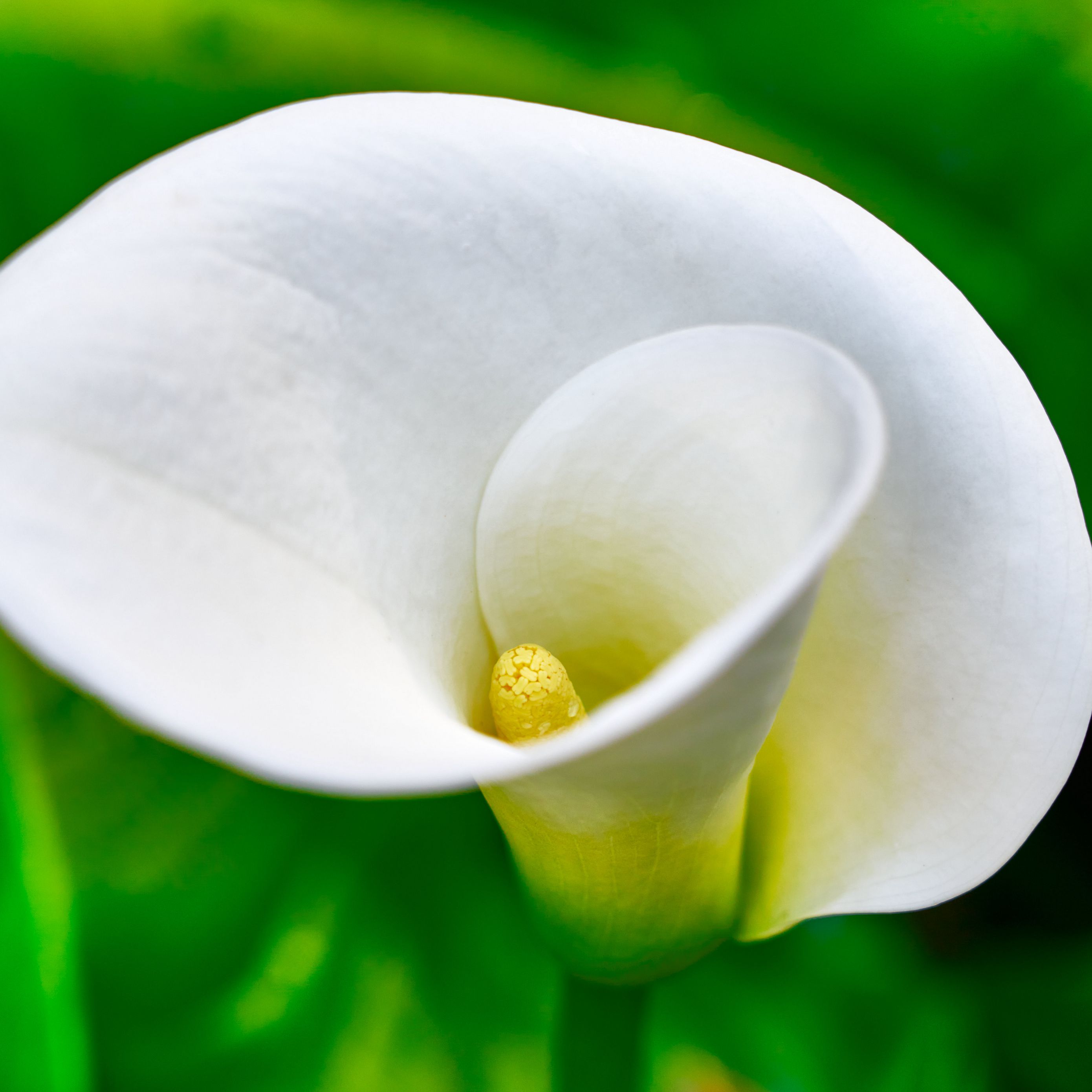 Zantedeschia aethiopica