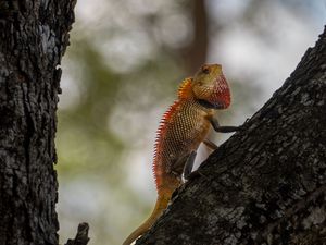 Превью обои калот-кровосос, ящерица, дерево, кора