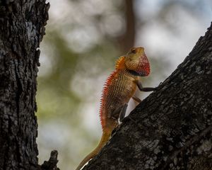 Превью обои калот-кровосос, ящерица, дерево, кора