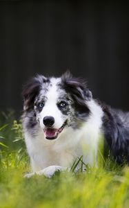 Превью обои камберлендская овчарка, овчарка, собака, питомец, трава