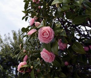 Превью обои камелия, цветение, кустарник, ветки, листья