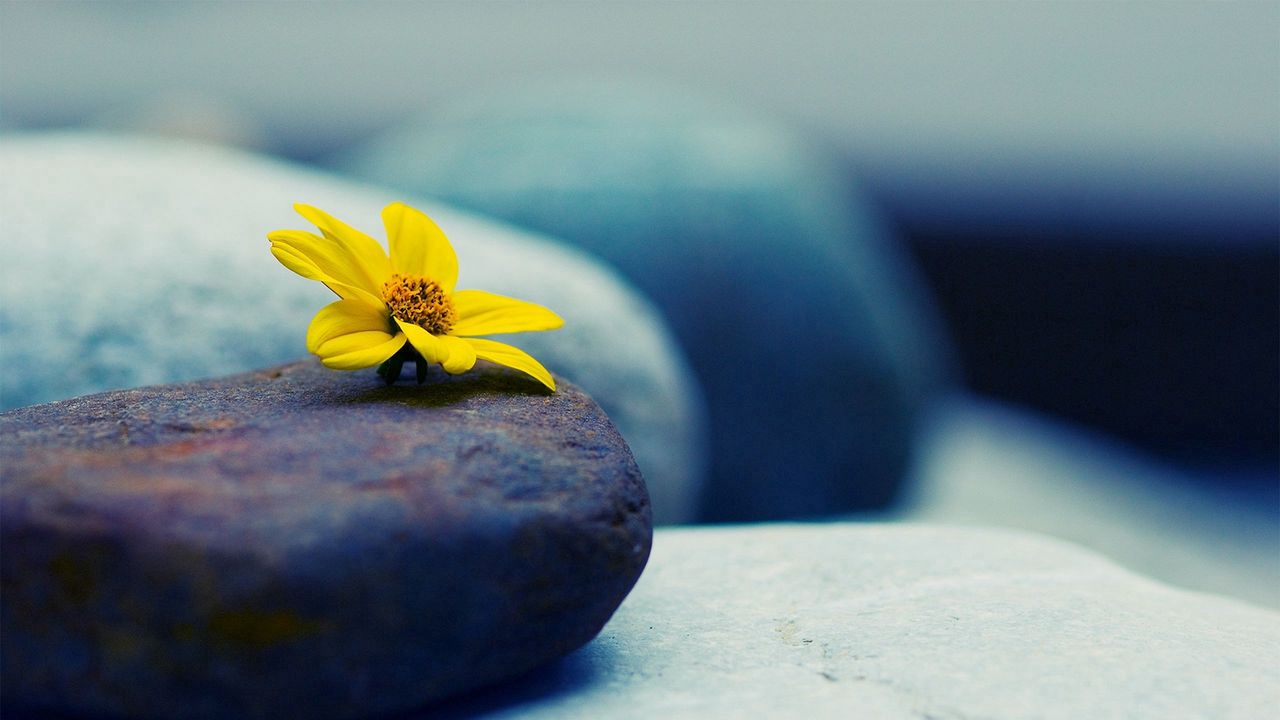 Обои камень, цветок, лепестки, желтый
