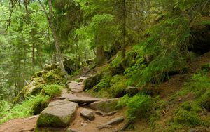 Превью обои камни, деревья, кусты, мох, лес, природа
