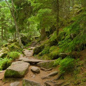 Превью обои камни, деревья, кусты, мох, лес, природа
