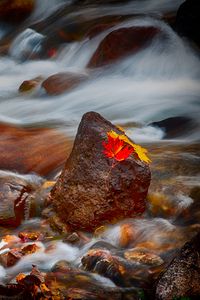 Превью обои камни, листья, вода, поток, скалы