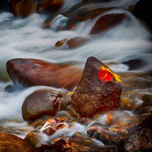 Превью обои камни, листья, вода, поток, скалы