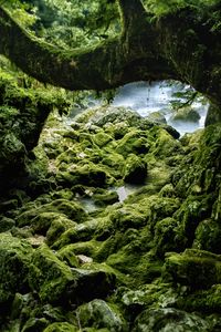 Превью обои камни, мох, дерево, скалы