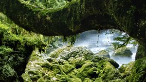 Превью обои камни, мох, дерево, скалы