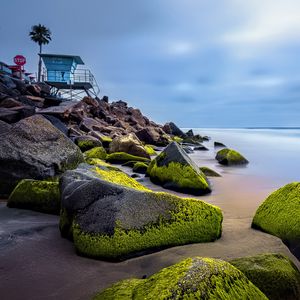 Превью обои камни, мох, пальма, тропики