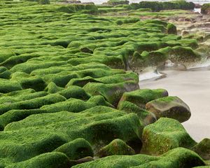 Превью обои камни, мох, пляж, вода, море