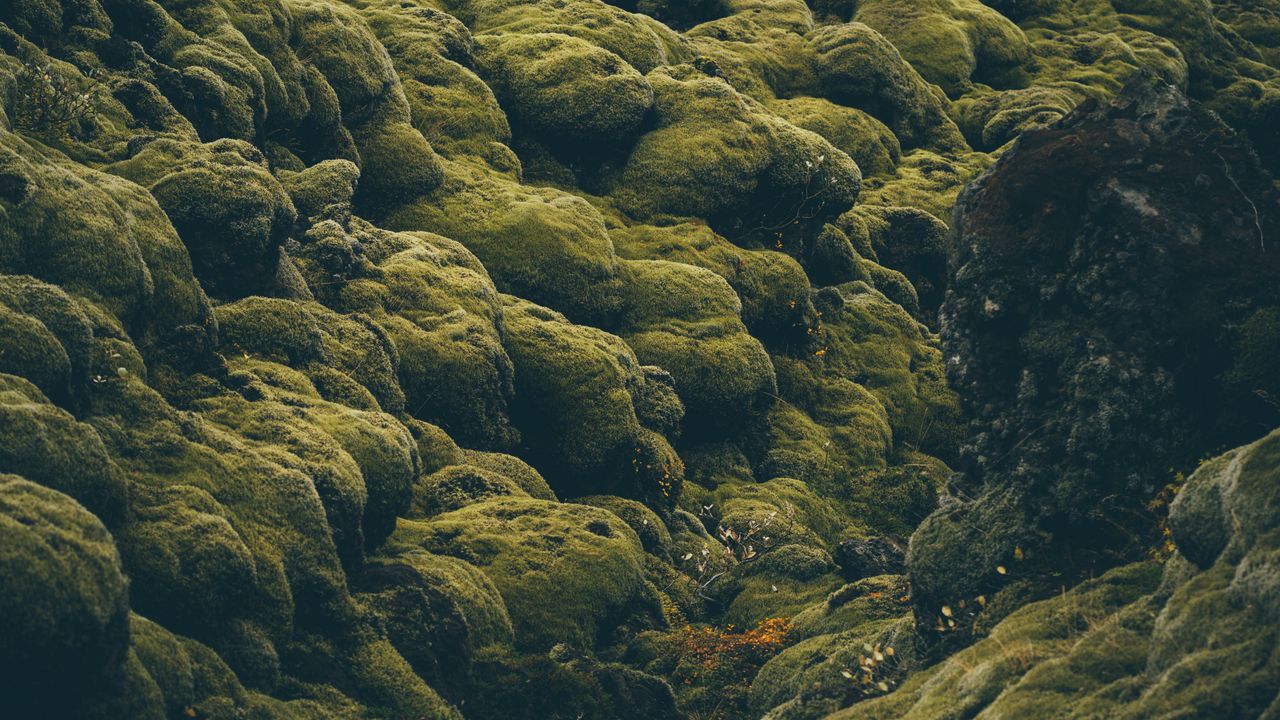 Обои камни, мох, покрытый, исландия, бледный, зеленый
