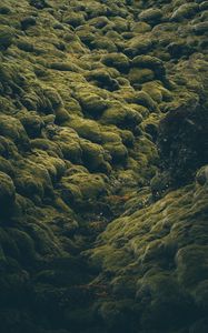 Превью обои камни, мох, покрытый, исландия, бледный, зеленый